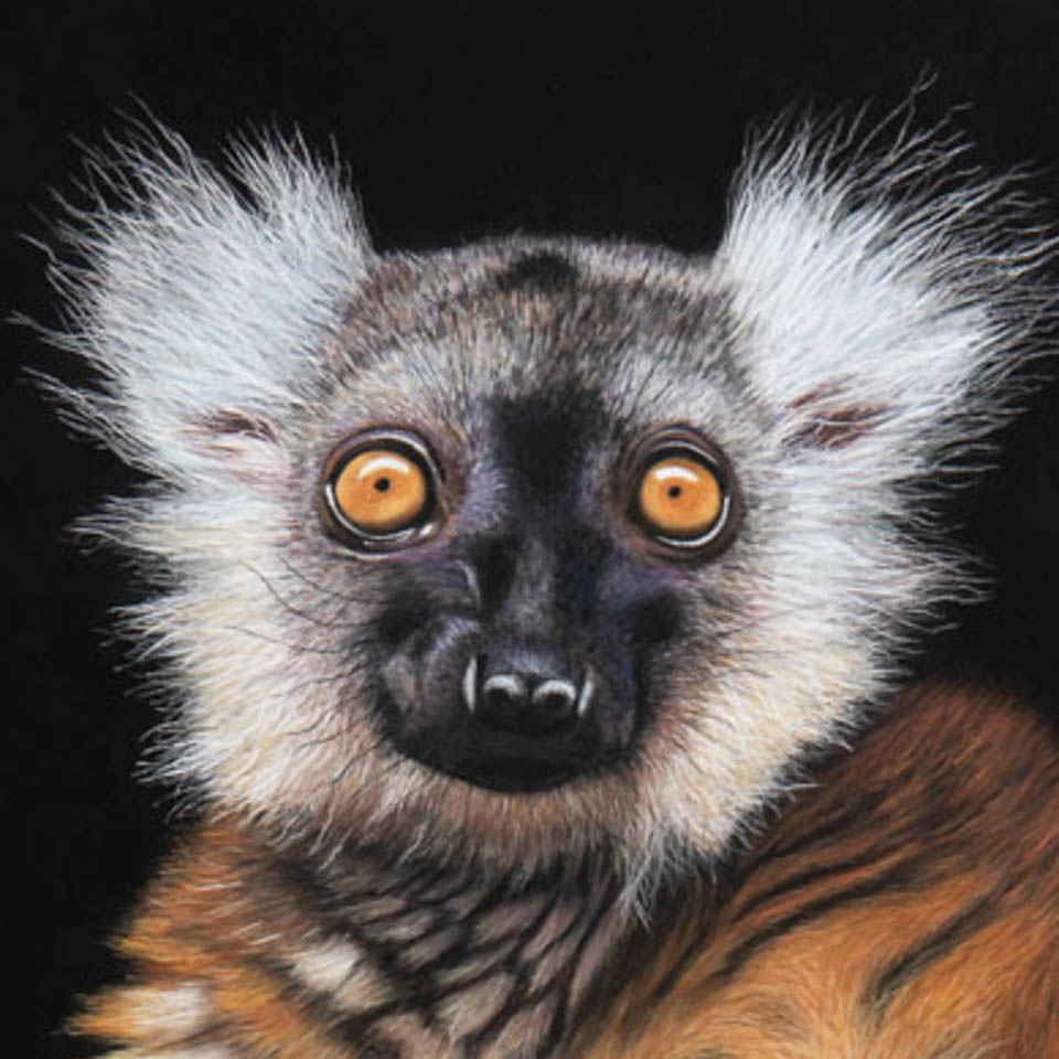 Lemur